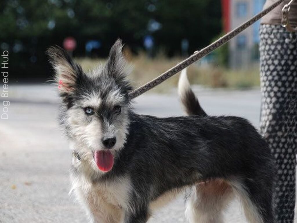 Schnauzer and Husky Mix