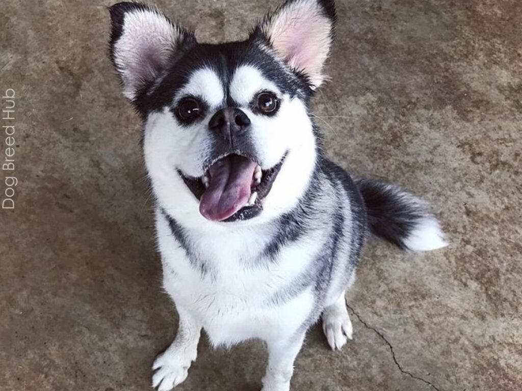 Siberian Husky Pug Mix