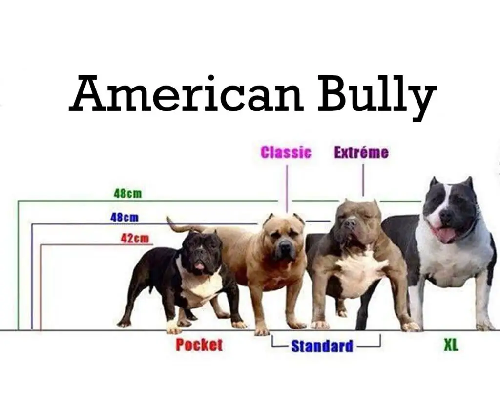  Bully sizes Chart