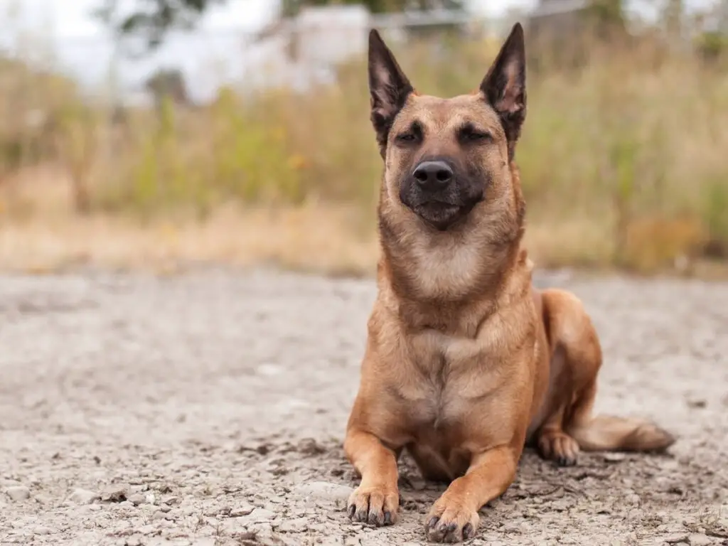 Tan Belgian Malinois