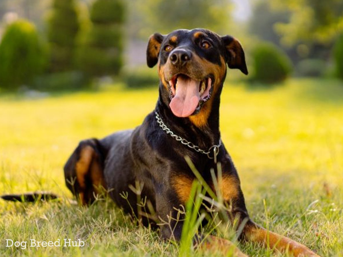 What Is a Cane Corso Doberman Mix?