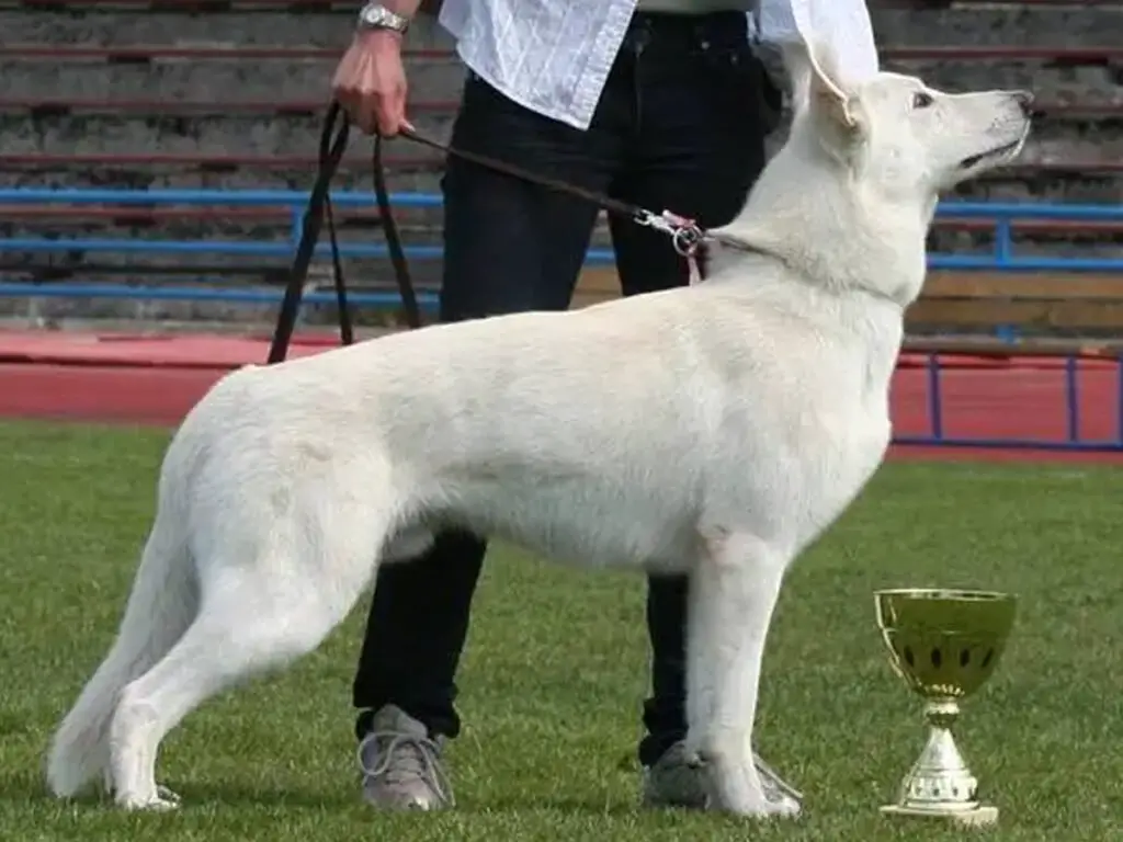 White Belgian Malinois