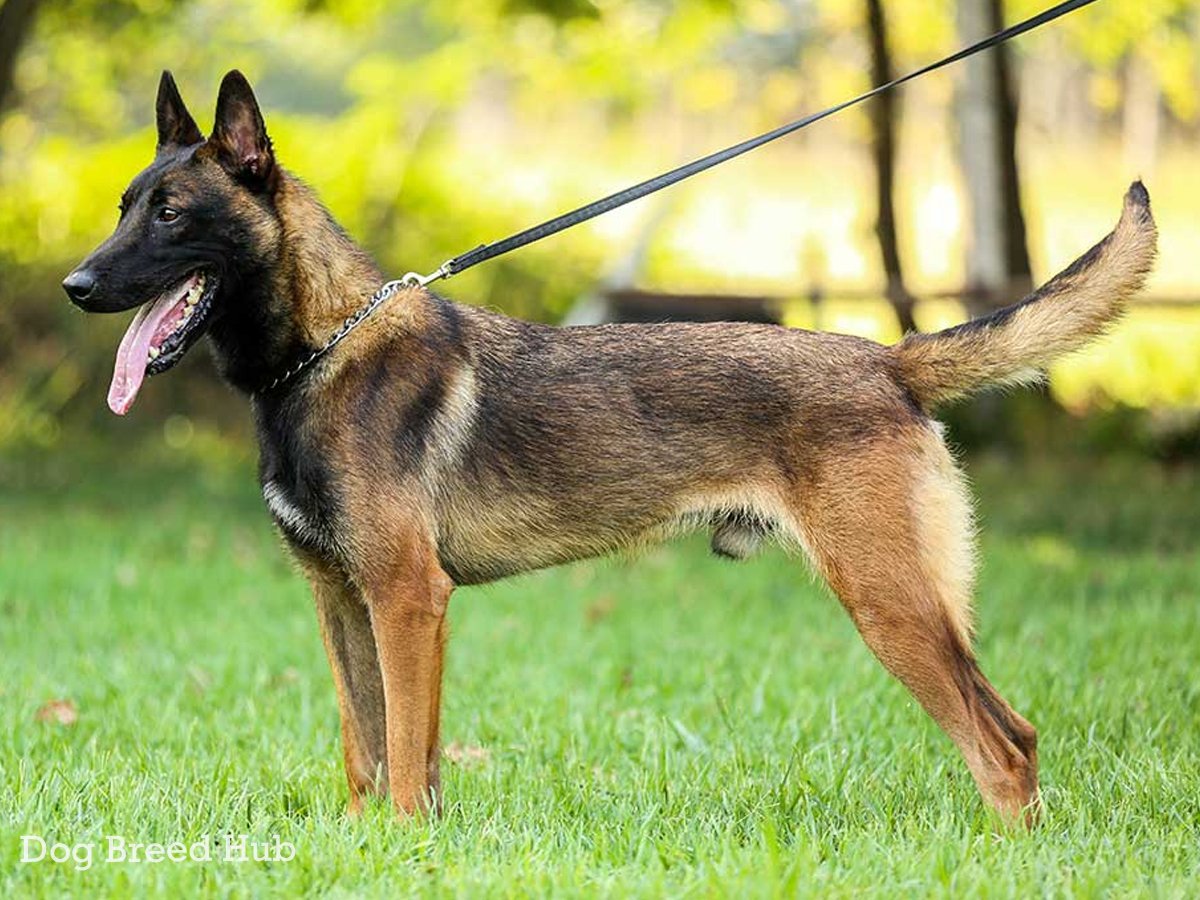 Belgian Malinois Colors