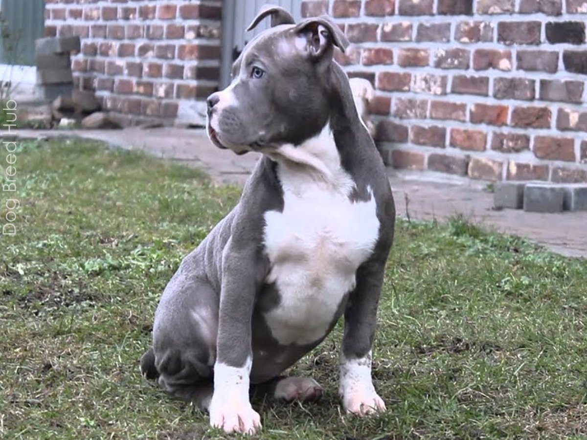 Understanding the Female American Bully: What Makes Her Unique?