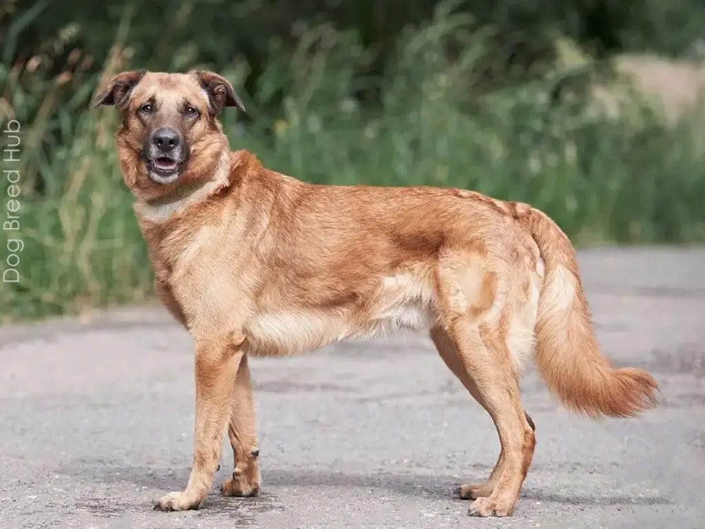 German Shepherd Golden Retriever Mix (Golden Shepherd)