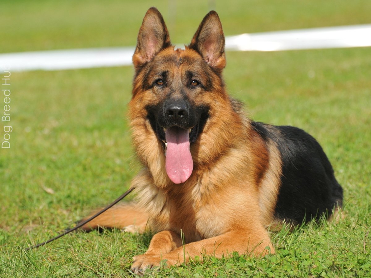 German Shepherd Mix: A Guide to Popular Shepherd Mix Breeds