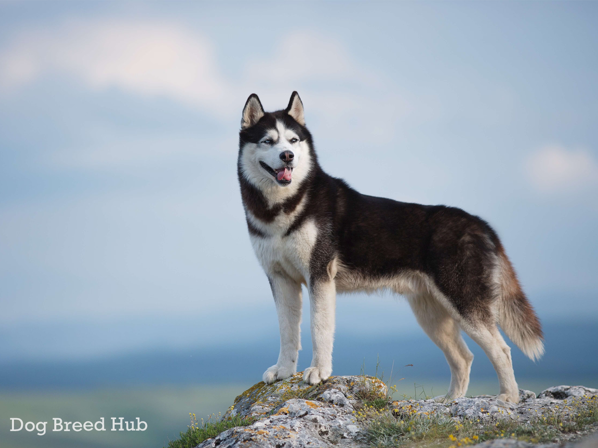 Husky Growth Chart