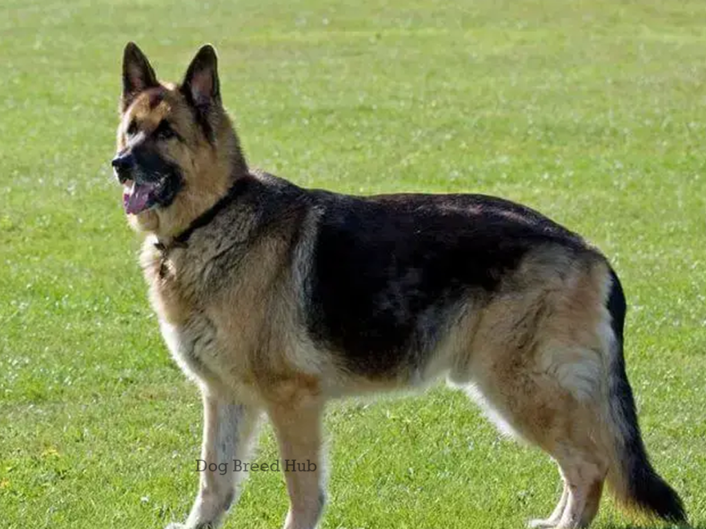 American Show Line German Shepherd