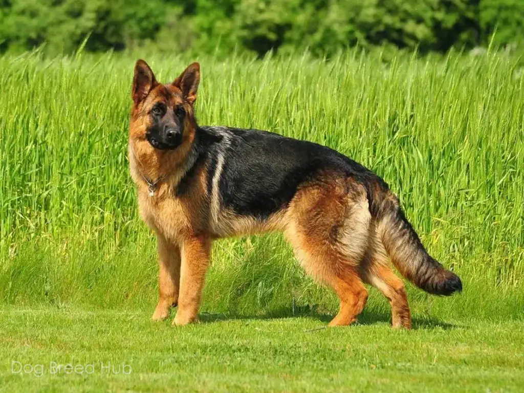 Black and Red German Shepherds Unique