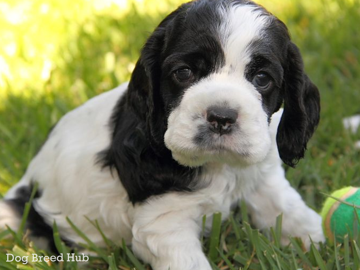 Black and White Cocker Spaniel