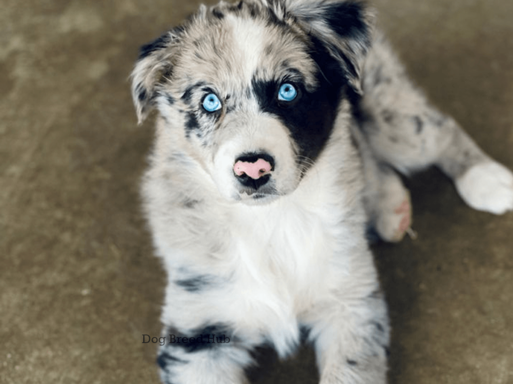 Blue Merle Bicolor