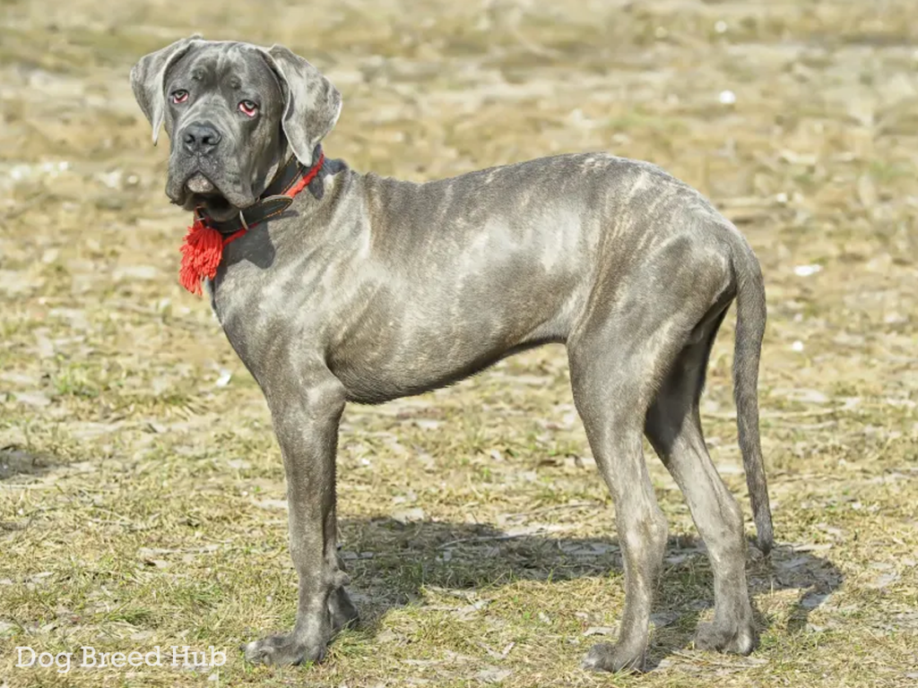 Cane Corso Great Dane