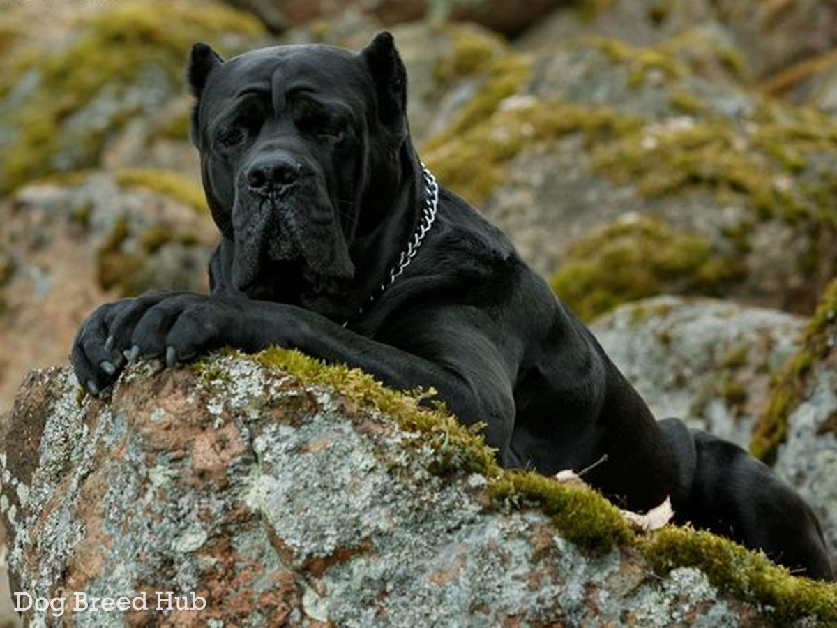 Cane Corso Mastiff