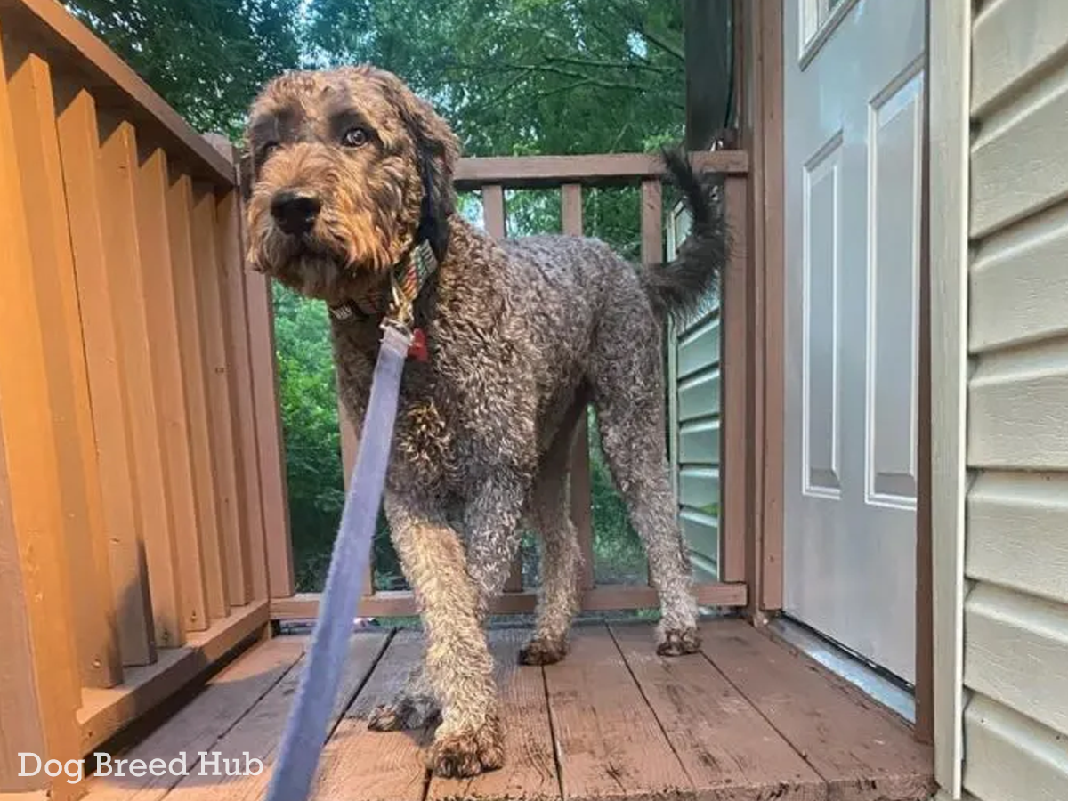 Cane Corso Poodle