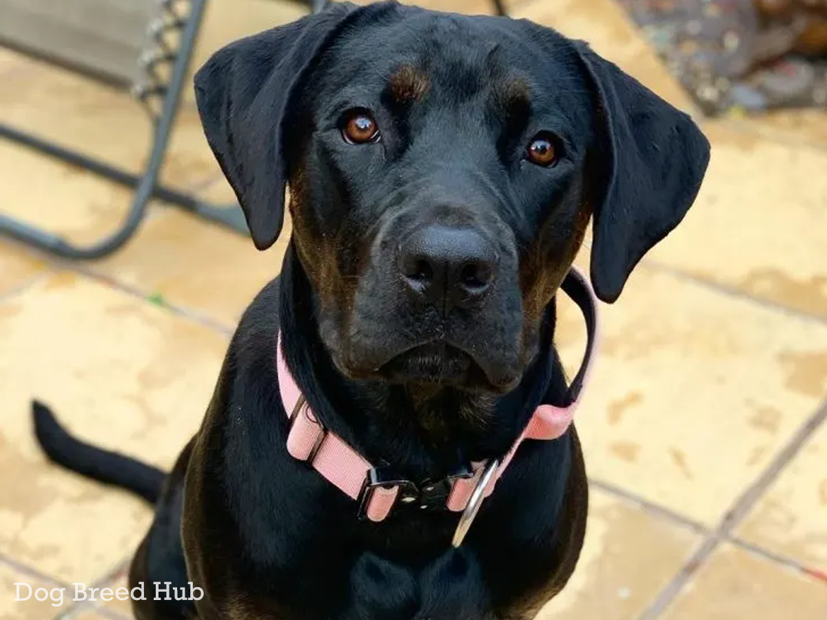 Cane Corso Rottweiler Mix