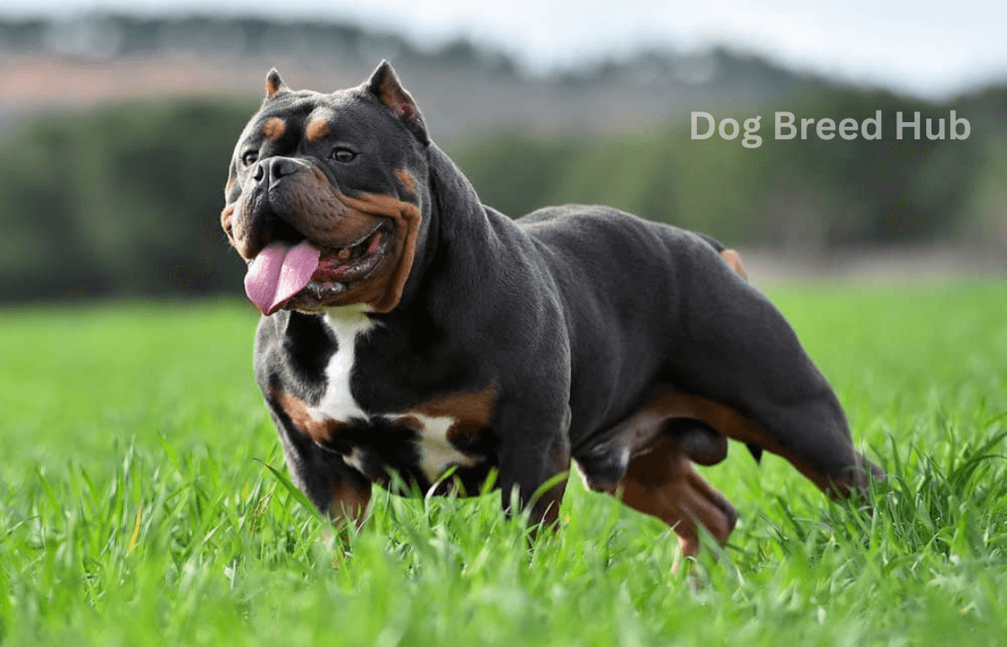 Is the Classic American Bully Dog Right for You? A Beginner’s Guide