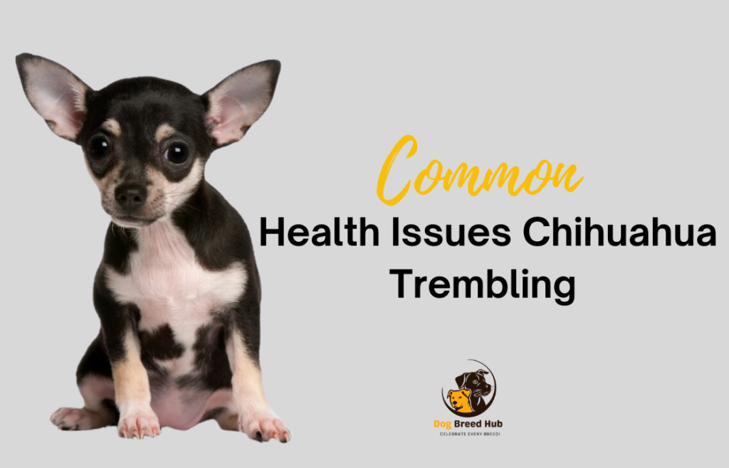 Common Health Issues Related to Chihuahua Trembling