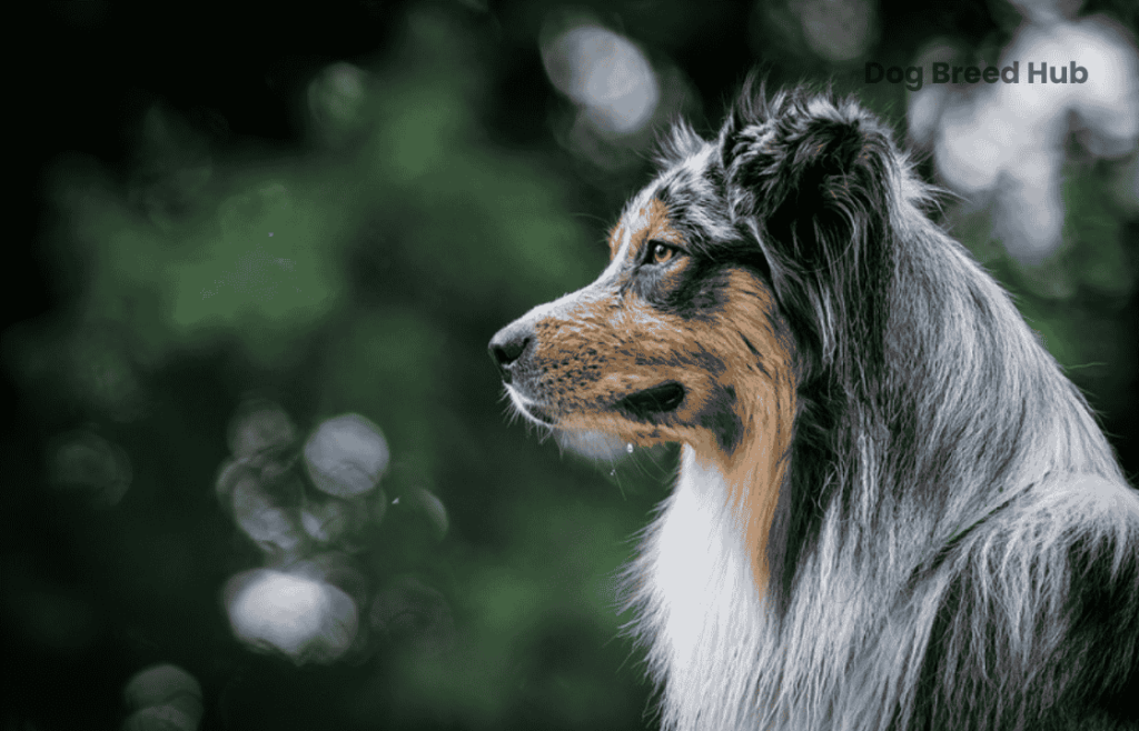 Physical Characteristics of an Australian Shepherd Husky Mix