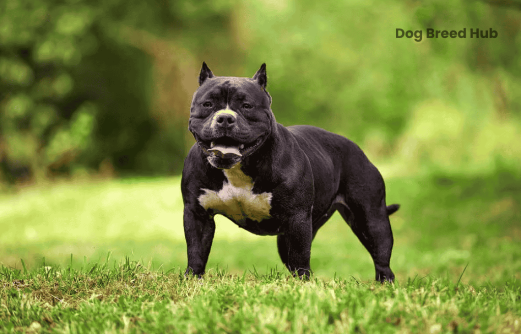 blue American Bully