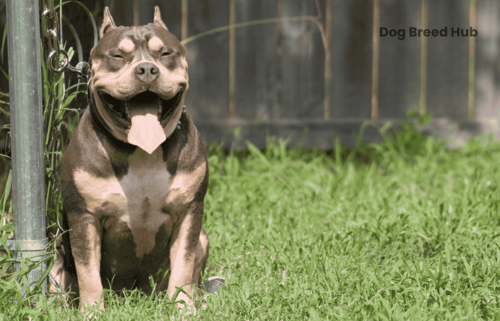 Tri Color American Bully