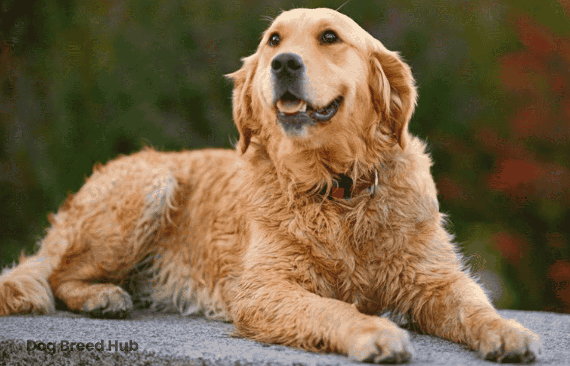 Golden Retriever and Cocker Spaniel Mix: The Ultimate Guide to the Golden Cocker Retriever