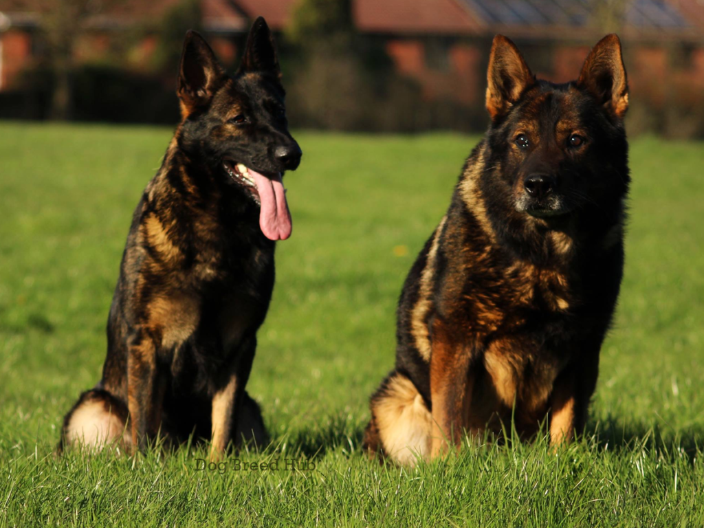 East German Working Line German Shepherd (DDR)