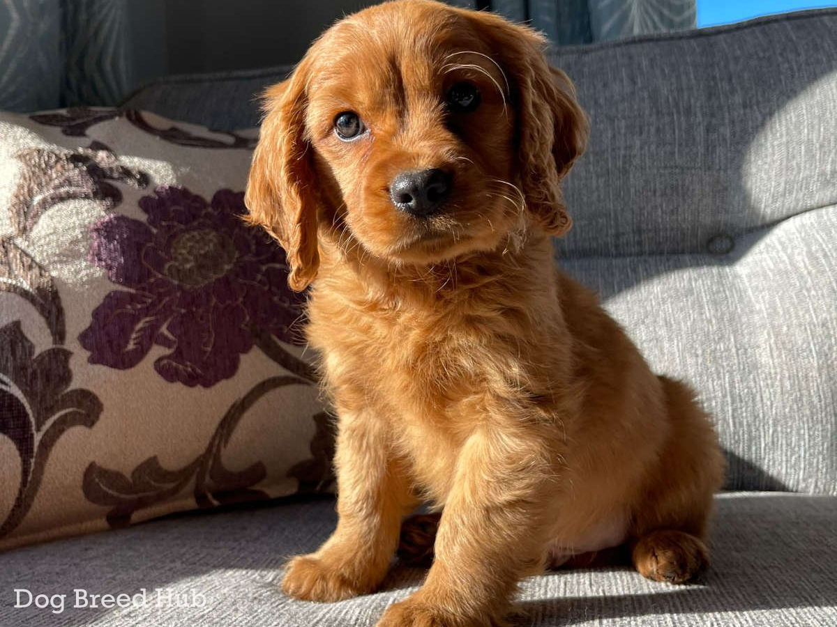 Golden Cocker Spaniel