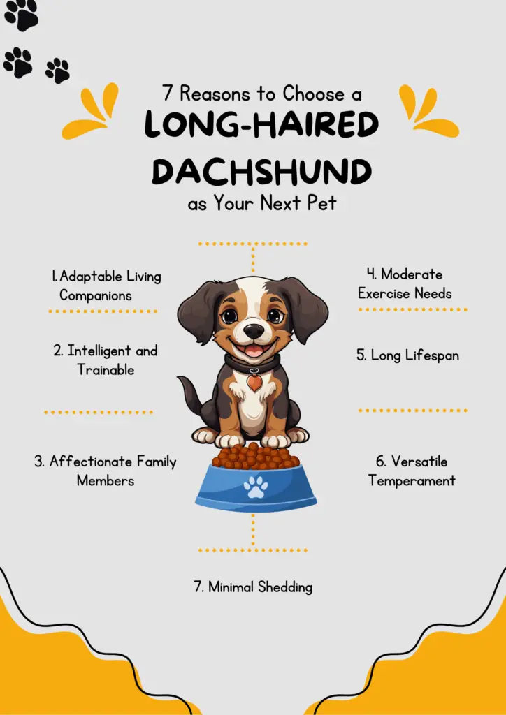 7 Reasons to Choose a Long-Haired Dachshund as Your Next Pet