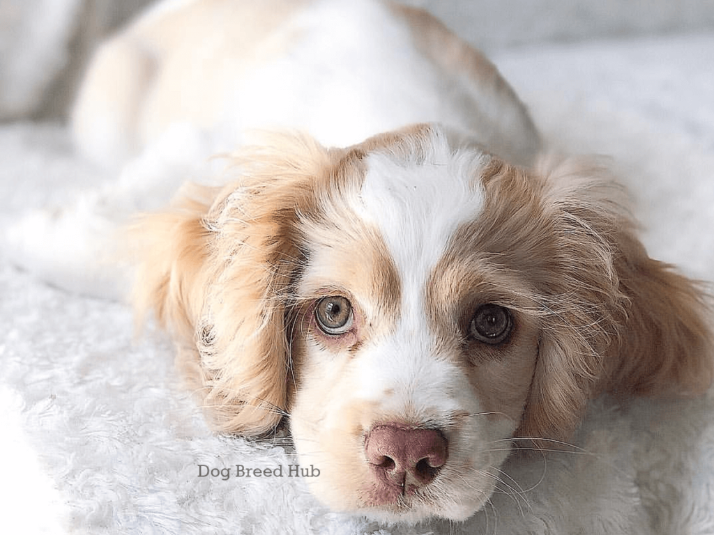 How to Find a Reputable Breeder for Miniature Cocker Spaniel Puppies?