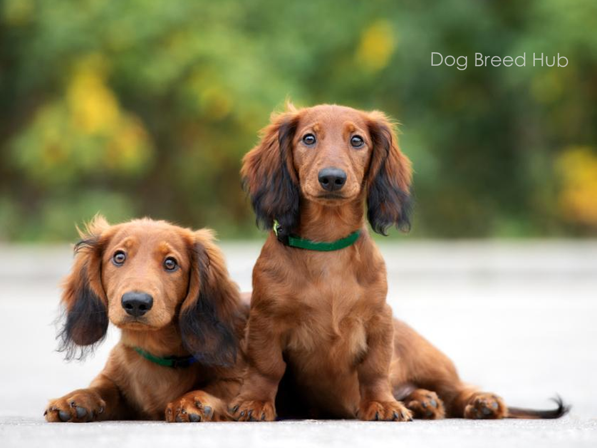 Long-Haired Dachshund Puppies