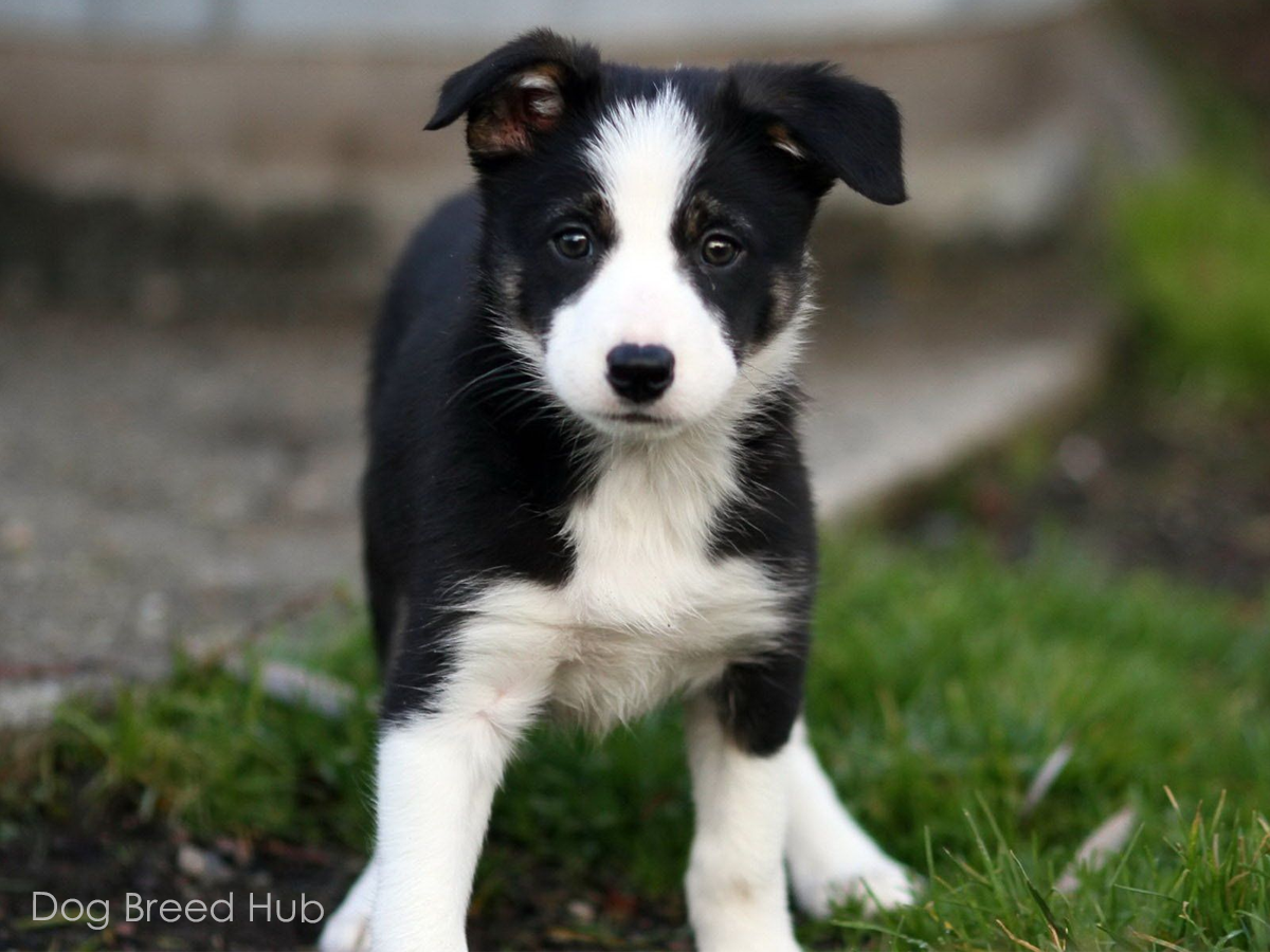 Mini Border Collie Dog