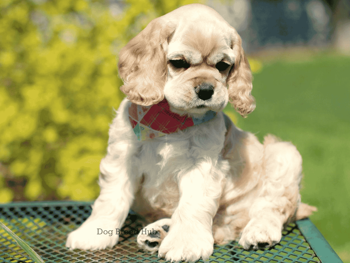 Miniature Cocker Spaniel Puppies