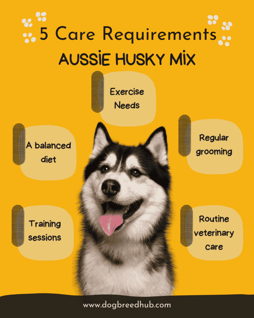 Care Requirements Aussie Husky Mix