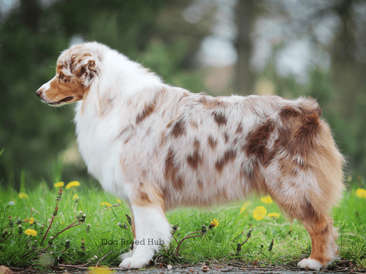 Top 10 Australian Shepherd Dog Colors: Rare Coat and Pattern