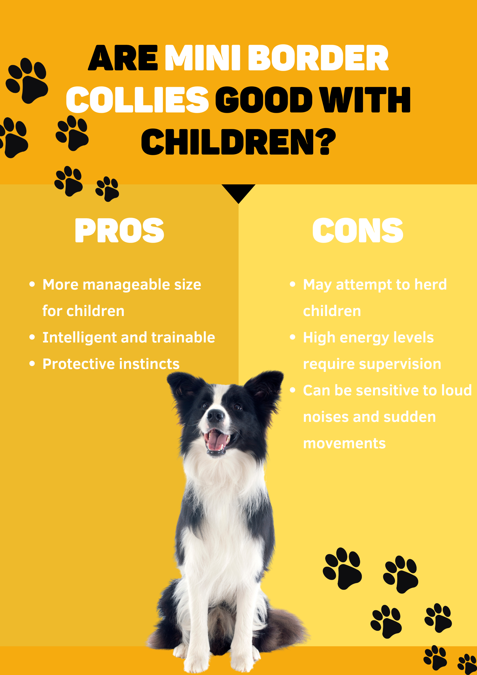 pros and cos of collie dog