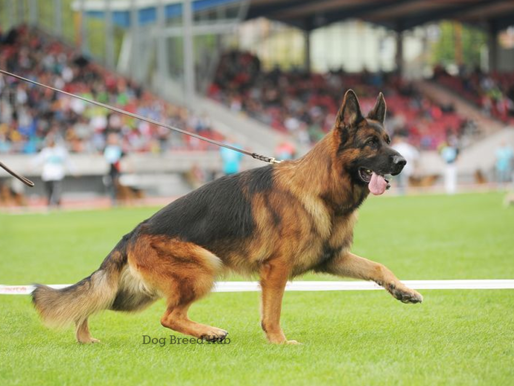 West German Show Line German Shepherd