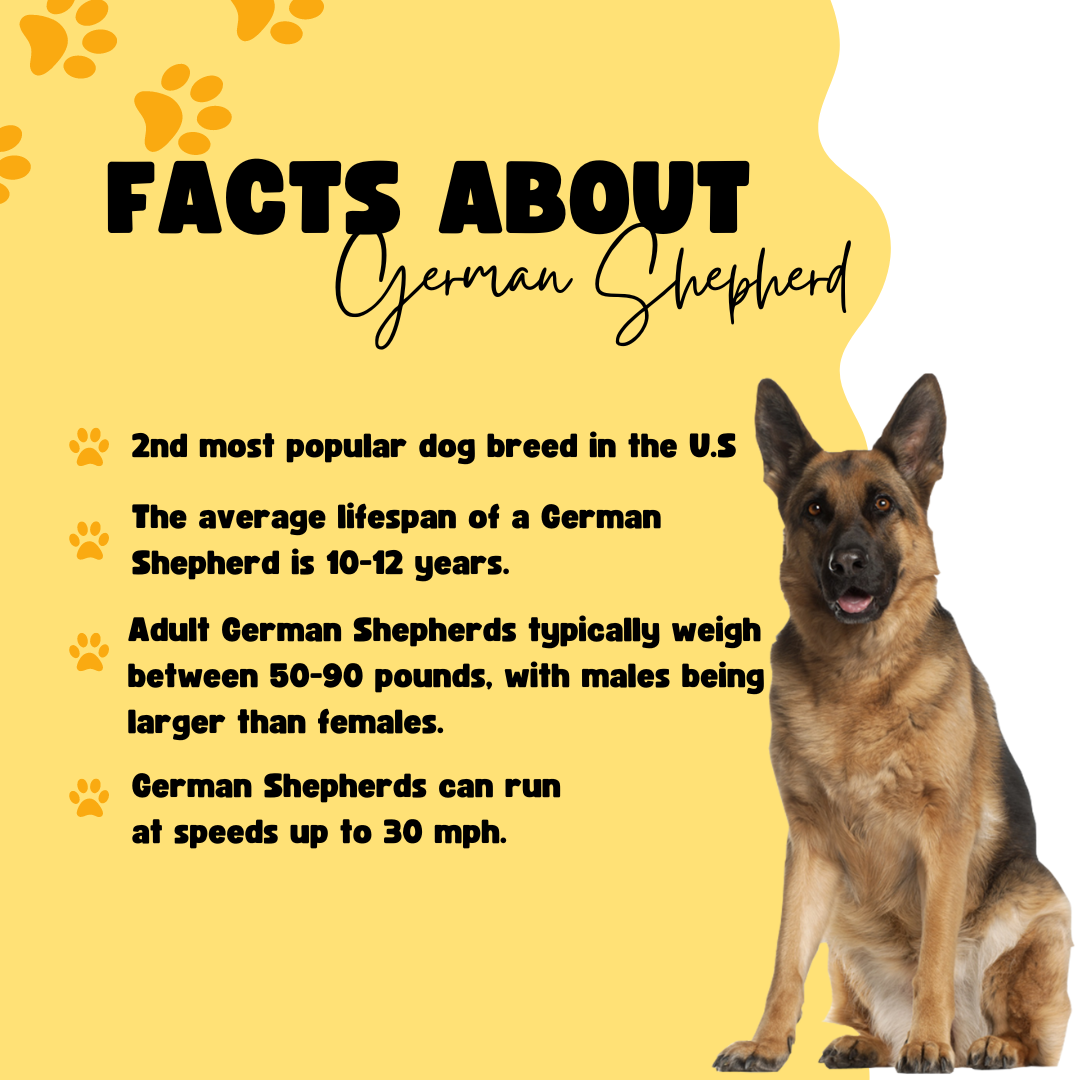 key facts of german shepherd