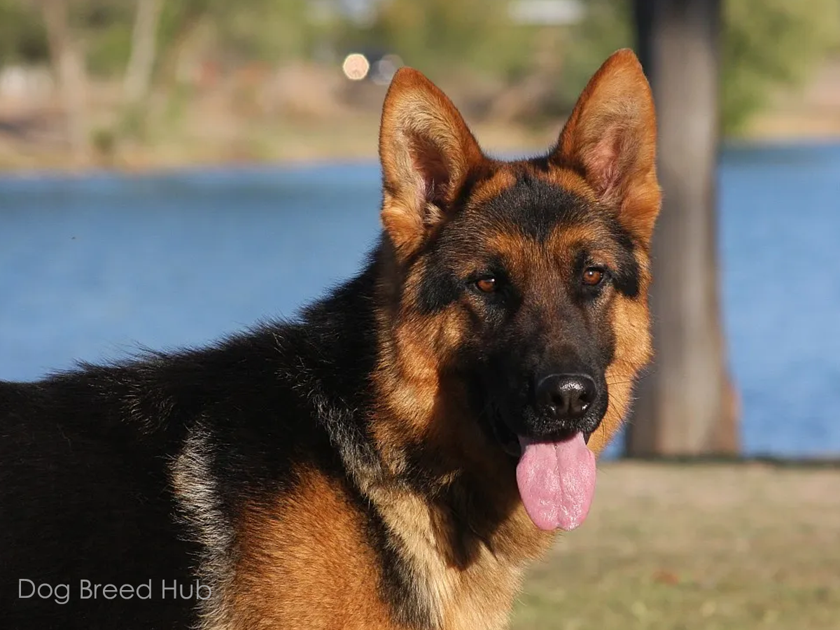 Black and Red German Shepherd