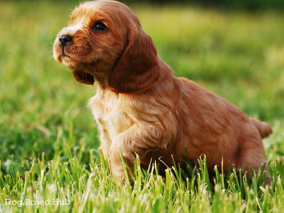 Mini Cocker Spaniel