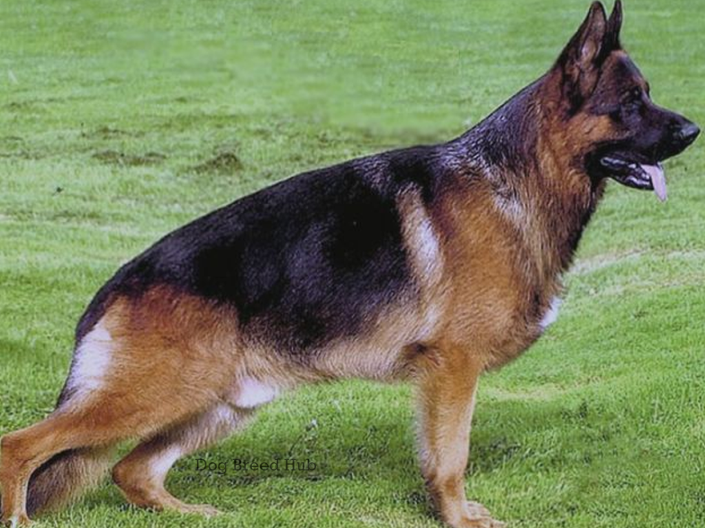 West German Working Line German Shepherd