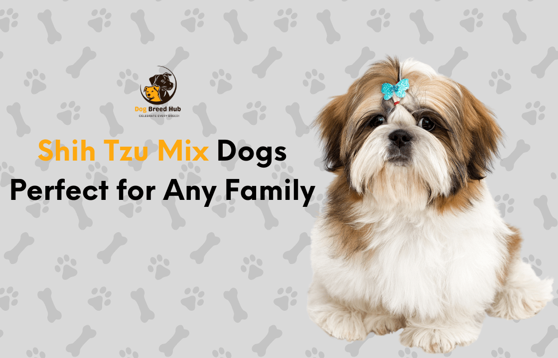 Shih Tzu Mix Dogs Perfect for Any Family