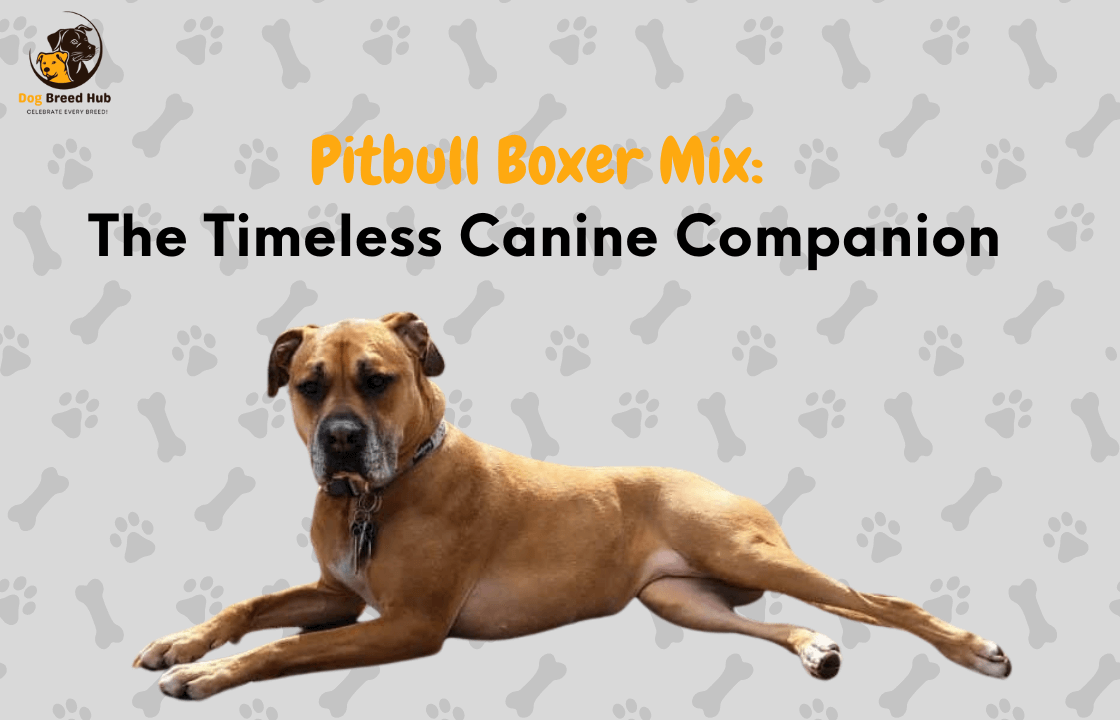 Pitbull Boxer Mix: The Ultimate Family Companion