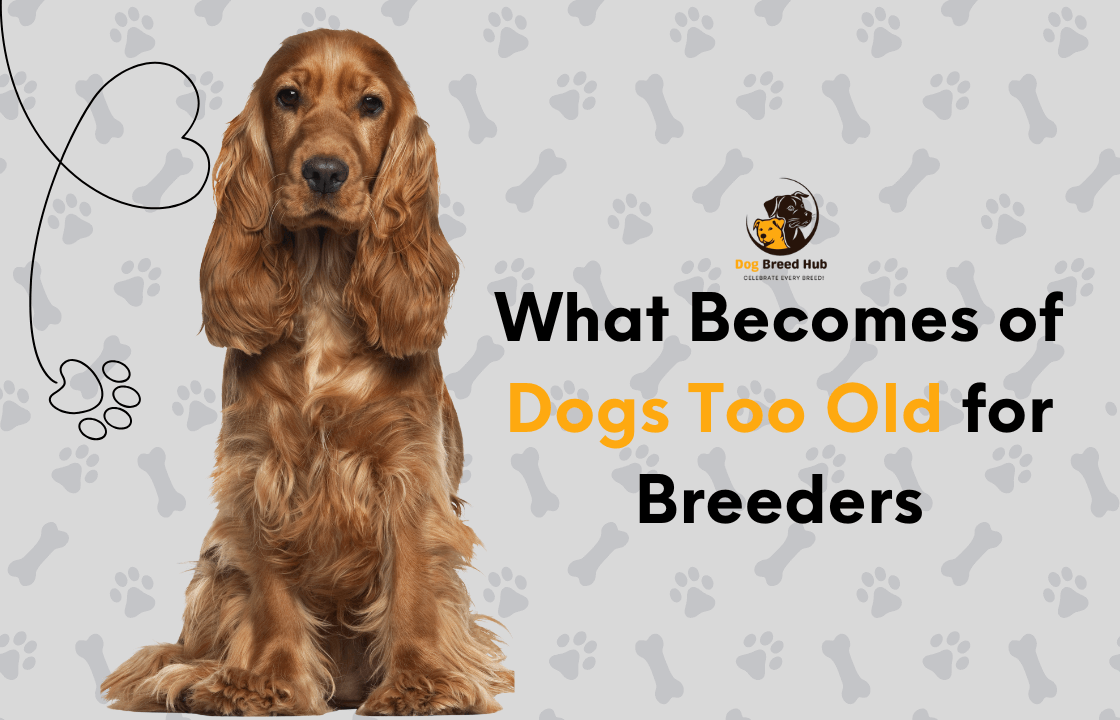 What Becomes of Dogs Too Old for Breeders