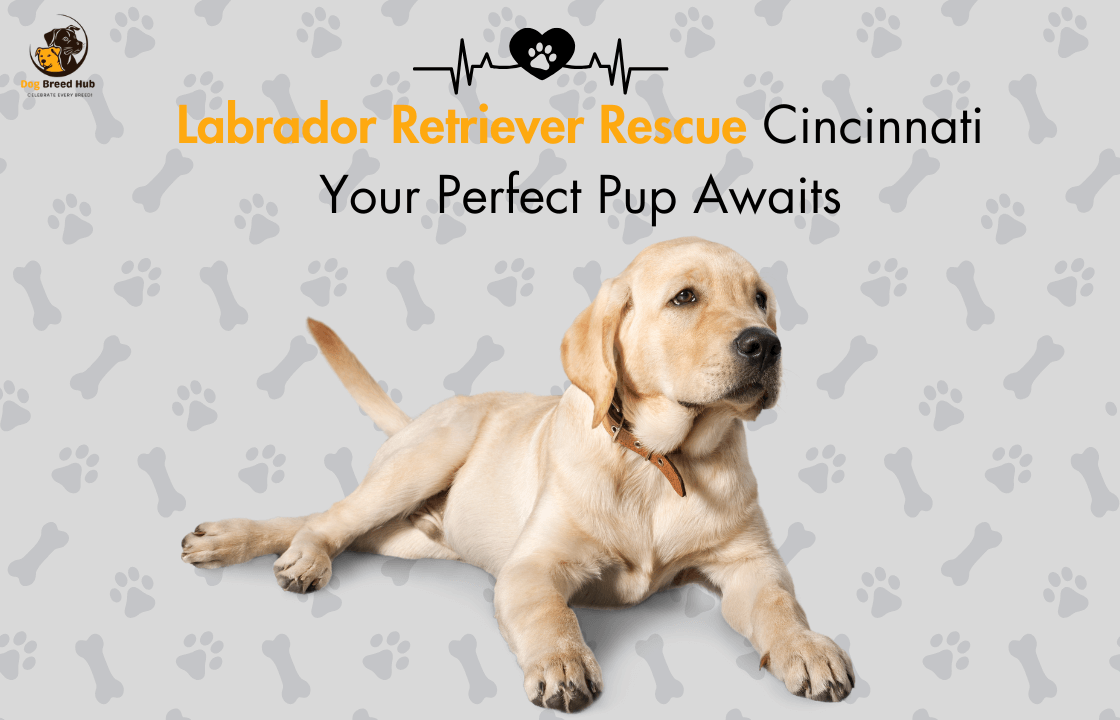 Labrador Retriever Rescue Cincinnati Your Perfect Pup Awaits