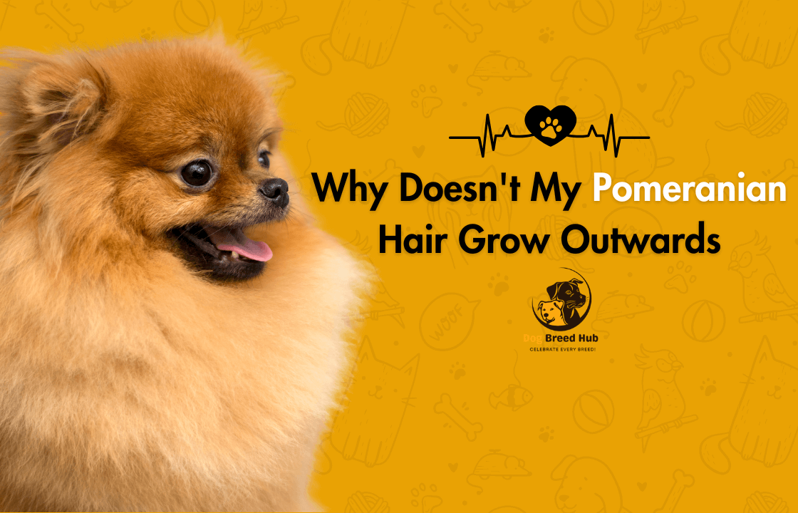 Why Doesn’t My Pomeranian Hair Grow Outwards