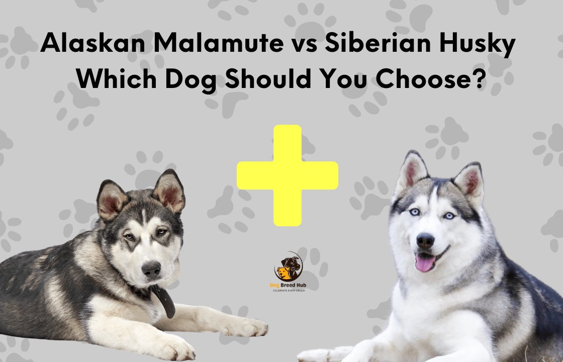 Alaskan Malamute vs Siberian Husky: Which Dog Should You Choose?