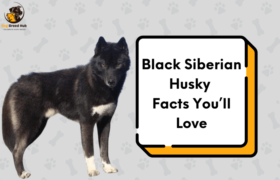 Black Siberian Husky Facts You’ll Love