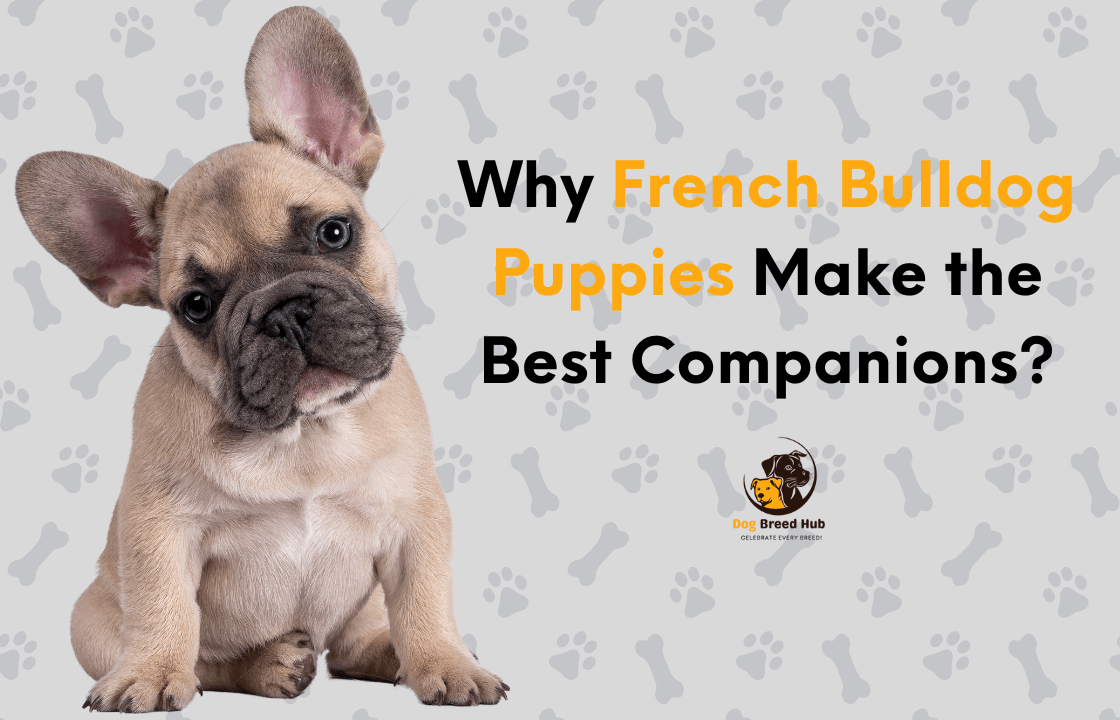 Why French Bulldog Puppies Make the Best Companions