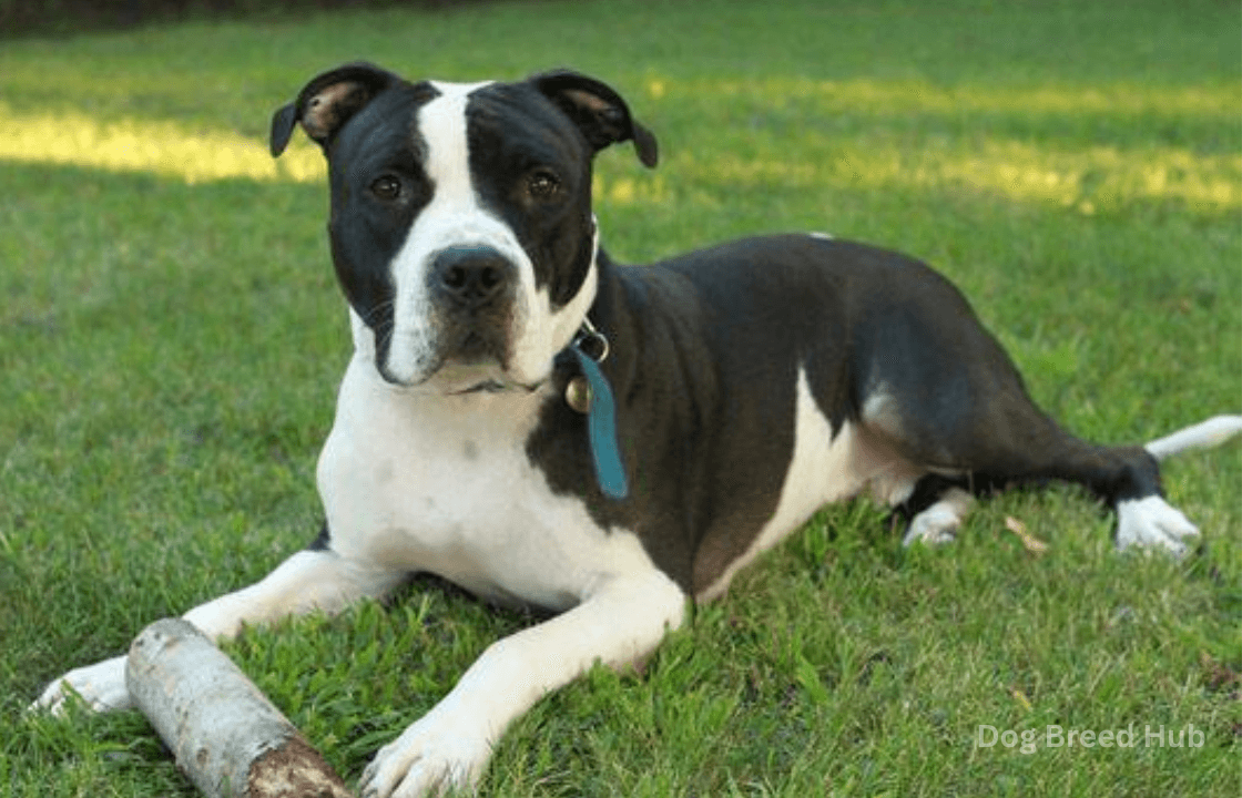 The Black and White PitBull Terrier: A Guide to an Iconic, Loyal Companion