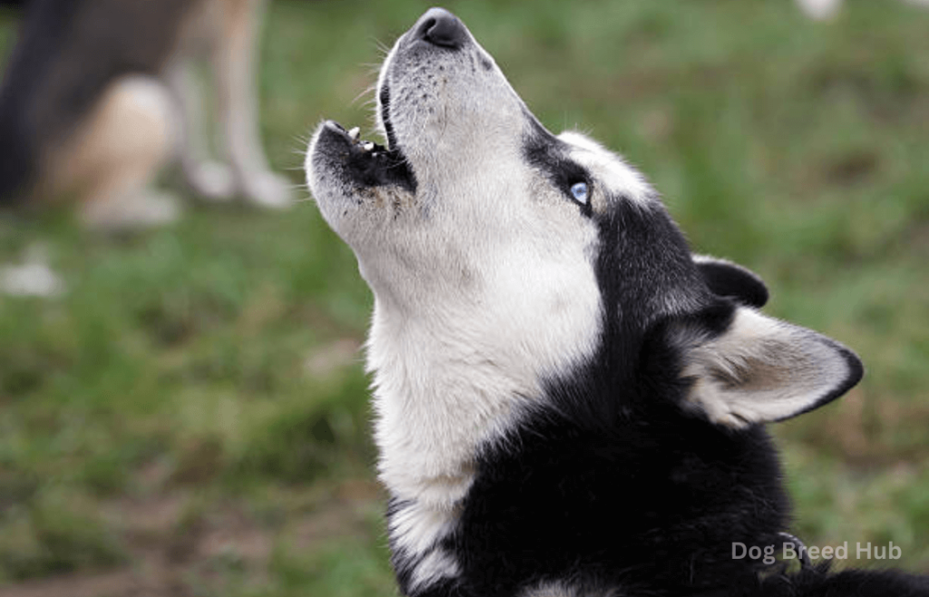 Why Huskies Scream as a Form of Communication